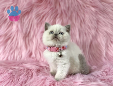 British Shorthair Bluepoint Dişi 2 Aylık - 8232
