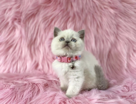 British Shorthair Bluepoint Dişi 2 Aylık - 8232