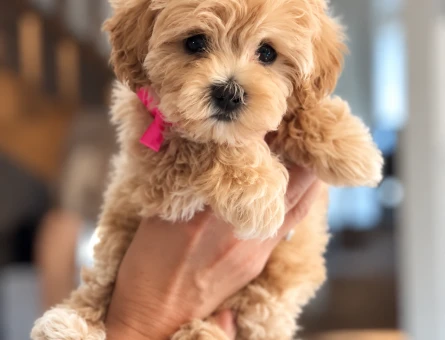 Maltipoo Yavru – Aile Yaşamına Uyumlu Minik Dost - 8230