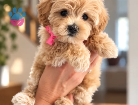 Maltipoo Yavru – Aile Yaşamına Uyumlu Minik Dost - 8230 - Görsel 3