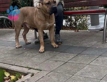 Çok akıllı oğlumuz adı maço - 8234 - Görsel 3