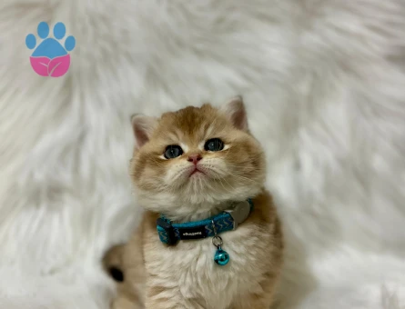 British Shorthair Golden Erkek 2 Aylık Yavrumuz - 8235 - Görsel 3