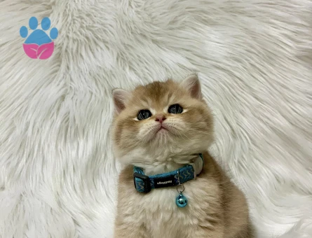 British Shorthair Golden Erkek 2 Aylık Yavrumuz - 8235