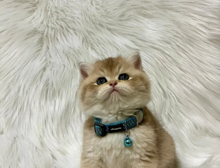 British Shorthair Golden Erkek 2 Aylık Yavrumuz - 8235