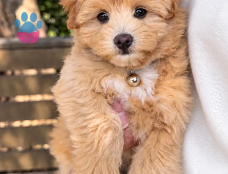 Maltipoo Sahiplendirme İlanı – Oyuncu Yavru - 8236 - Görsel 3