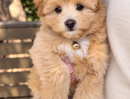 Maltipoo Sahiplendirme İlanı – Oyuncu Yavru - 8236