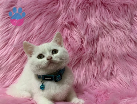 British Shorthair Beyaz Erkek Yavrumuz - 8237