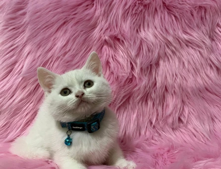 British Shorthair Beyaz Erkek Yavrumuz - 8237