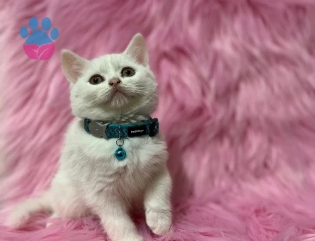 British Shorthair Red Point Erkek - 8238