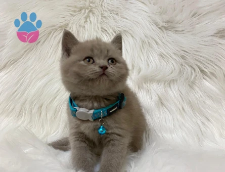 Lilac British Shorthair Erkek Topaç Yavrumuz - 8239