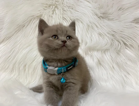 Lilac British Shorthair Erkek Topaç Yavrumuz - 8239