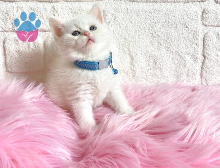 British Shorthair Erkek 2 Aylık Yavrumuz - 8240