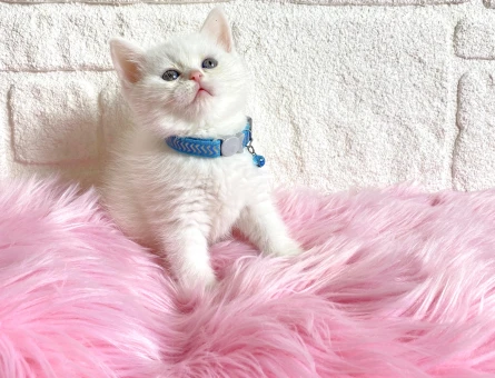 British Shorthair Erkek 2 Aylık Yavrumuz - 8240