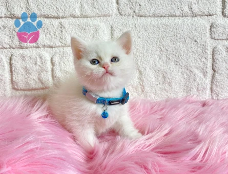 2 aylık British Shorthair Pamuk Erkek Yavrumuz - 8241 - Görsel 3
