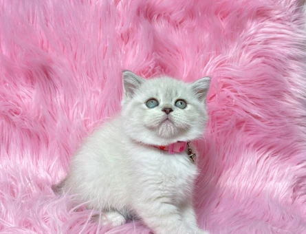 Sevimli ve Zarif British Shorthair Golden Point - 8242