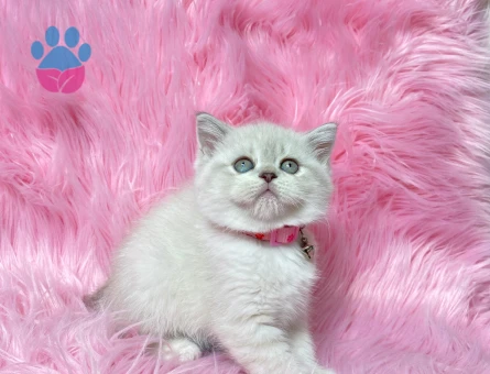 Sevimli ve Zarif British Shorthair Golden Point - 8242 - Görsel 3