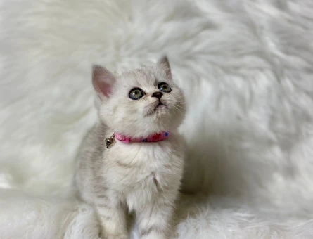 British Shorthair Silver Point Dişi Yavrumuz - 8243
