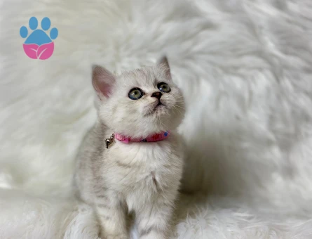 British Shorthair Silver Point Dişi Yavrumuz - 8243 - Görsel 3