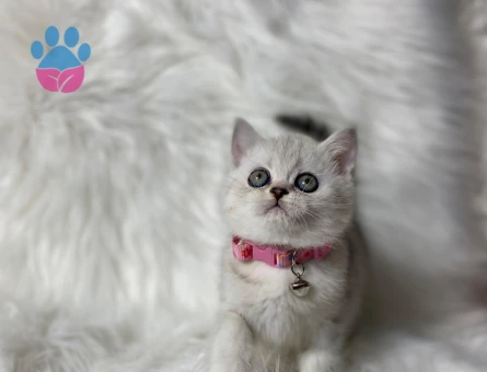 British Shorthair Tombiş Yanak Dişi Yavrumuz - 8244