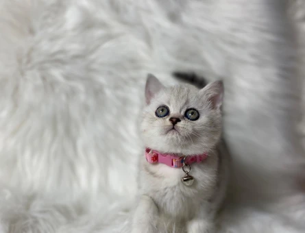 British Shorthair Tombiş Yanak Dişi Yavrumuz - 8244