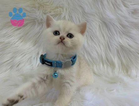 British Shorthair Point Erkek Bebeğimiz - 8245