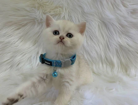 British Shorthair Point Erkek Bebeğimiz - 8245