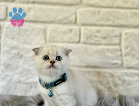 Scottish Fold Blue Point Mavi Gözlü Yavrumuz - 8246