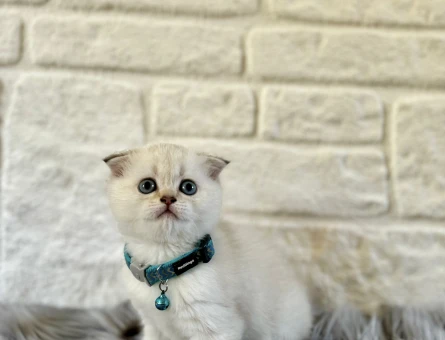 Scottish Fold Blue Point Mavi Gözlü Yavrumuz - 8246