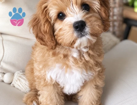 Maltipoo Yavrusu – Yeni Ailesini Bekliyor - 8248 - Görsel 3