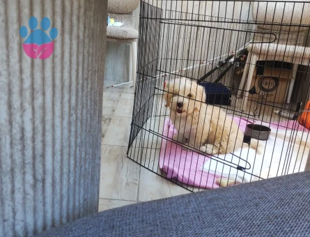 Maltipo pomerian - 8249 - Görsel 4