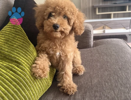 4 aylık erkek toy poodle - 8250
