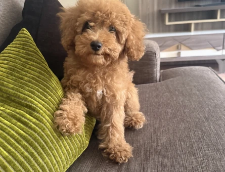 4 aylık erkek toy poodle - 8250
