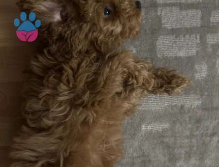 4 aylık erkek toy poodle - 8250 - Görsel 3