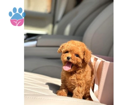 Kore Poodle birbirinin en güzel - 8253