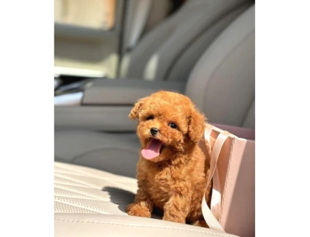 Kore Poodle birbirinin en güzel - 8253