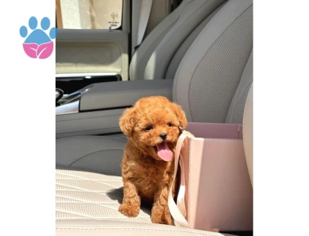 Kore Poodle birbirinin en güzel - 8253 - Görsel 3