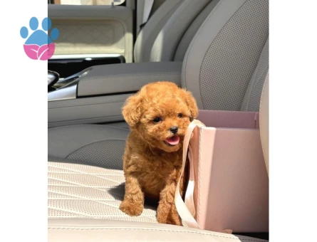 Kore Poodle birbirinin en güzel - 8253 - Görsel 4