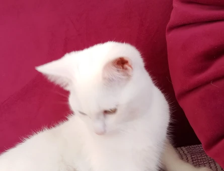 Ankara Kedisi 8 Aylık Dişi