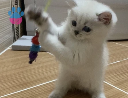 7 Kuşak SafKan British Shorthair Blue Point