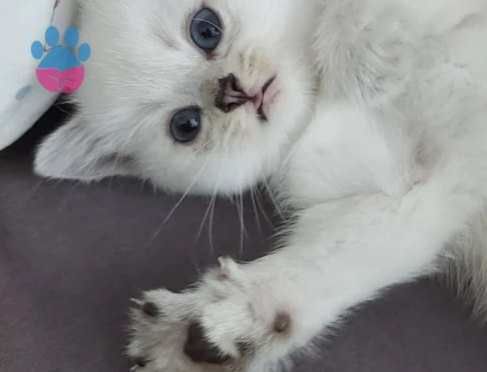 7 Kuşak SafKan British Shorthair Blue Point