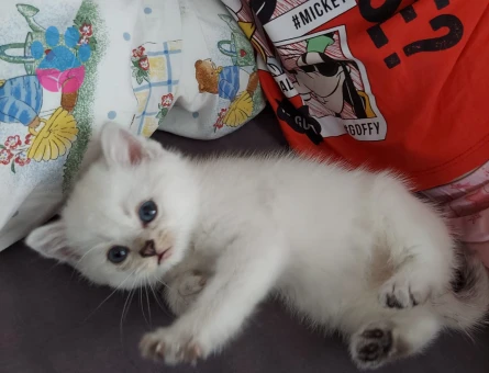 7 Kuşak SafKan British Shorthair Blue Point
