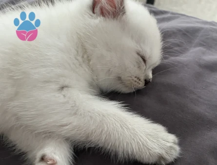 7 Kuşak SafKan British Shorthair Blue Point