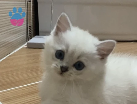 7 Kuşak SafKan British Shorthair Blue Point