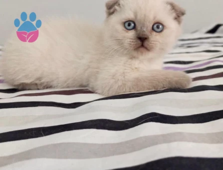 scottish yavrular sahiplerini bekliyor