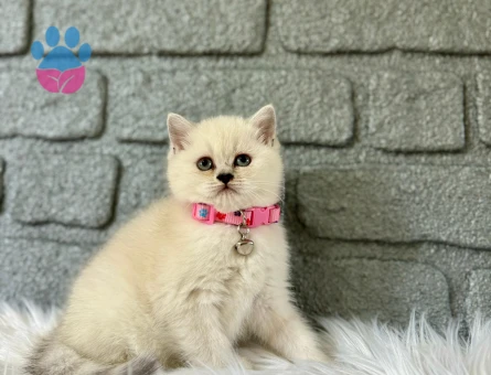 British Shorthair Point Dişi Yavrumuz 2 Aylık