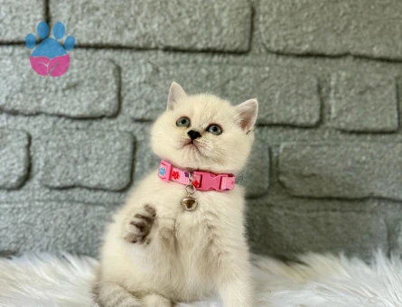 British Shorthair Point Dişi Yavrumuz 2 Aylık