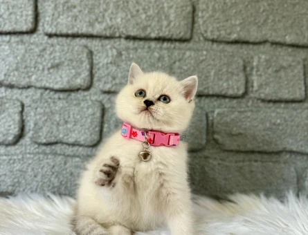 British Shorthair Point Dişi Yavrumuz 2 Aylık