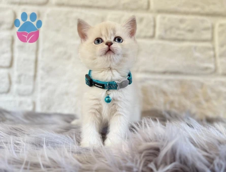 British Shorthair Yakışıklı Point Yavrularımız