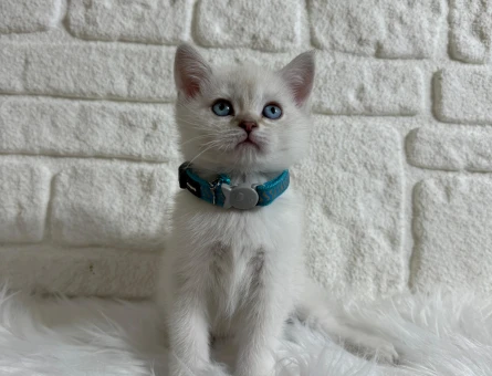 2 Aylık Aşıları Tam British Shorthair Point Yavrumuz