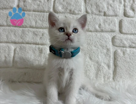 2 Aylık Aşıları Tam British Shorthair Point Yavrumuz